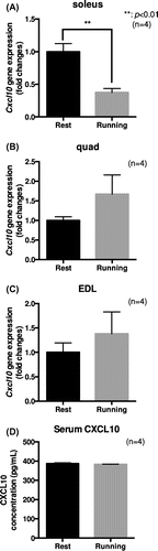 Figure 2. Treadmill running in mice reduced Cxcl10 gene expression in the soleus muscle. (a)–(d) Male C57B6/J mice were subjected to forced treadmill exercise (15 cm/s, 30 min, 8% slope, once). The exercised and control mice were anesthetized and a heart blood sample was collected. The mice were then immediately sacrificed and extensor digitorum longus (EDL), quadriceps (quad), and soleus muscles were removed. (a)–(c) Cxcl10 gene expression in the soleus (a), quad (b), and EDL (c) muscles was determined by qPCR analysis. The graph represents the means ± SEM (**p < 0.01, n = 4, t-test). (d) Serum CXCL10 concentration was determined by ELISA. The graph represents the means ± SEM (n = 4).