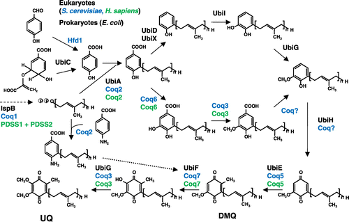 Figure 5. Overview of the proposed UQ biosynthetic pathway. The UQ biosynthetic pathways of E. coli and S. cerevisiae are shown. In E. coli, PHB is first condensed with trans-polyprenyl diphosphate, and the ring structure is then modified. Decarboxylation catalyzed by UbiD (3-octaprenyl-4-hydroxybenzoate decarboxylase) and UbiX (flavin prenyl transferase) follows. The ring is further hydroxylated by UbiI (2-octaprenylphenol hydroxylase), O-methylated by UbiG (2-octaprenyl-6-hydroxy phenol methylase), hydroxylated by UbiH (2-octaprenyl-6-methoxyphenol hydroxylase), C-methylated by UbiE (2-octaprenyl-6-methoxy-1,4-benzoquinone methylase), hydroxylated by UbiF (2-octaprenyl-3-methyl-6-methoxy-1,4-benzoquinone oxygenase), and O-methylated by UbiG (3-demethylubiquinone 3-methyltransferase). In S. cerevisiae, para-amino benzoic acid (pABA) and PHB are used for UQ synthesis. The first ring is modified via hydroxylation by Coq6 (PHB-2-hexaprenyl hydroxylase), followed by O-methylation by Coq3 (2-hexaprenyl-6-hydroxy phenol methyltransferase). After decarboxylation and hydroxylation steps, the ring is further modified via C-methylation by Coq5 (2-hexaprenyl-6-methoxy-1,4-benzoquinone methyltransferase), a final hydroxylation by Coq7 (2-hexaprenyl-3-methyl-6-methoxy-1,4-benzoquinone oxygenase), and O-methylation by Coq3. H. sapiens contains similar enzymes with S. cerevisiae except PDSS1 and PDSS2 [Citation70].