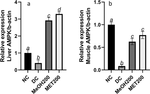 Figure 7. Skeletal muscle (a) and hepatic (b) AMPK expression in different treatment groups. The results are the mean (n = 5) ± standard deviation (SD). Bars with different letters (a, b, c, d) are significantly (p < 0.05) different. NC: negative control; DC: diabetic control; MeOH200: 70% methanol extract at 200 mg/kg bw; MET200: metformin at 200 mg/kg bw.