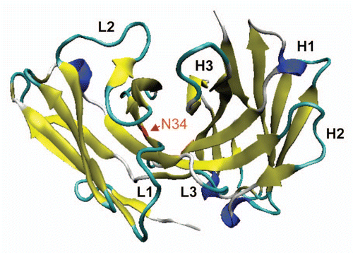 Figure 3 Ribbon model of position VL34 of HA22-Fv. VL34 is buried and located at the interface of VL and VH.