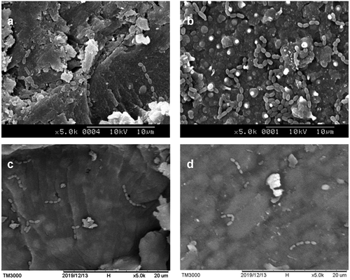 Figure 3. SEM images of bacteria-containing disks. (A) 0% C/F and (B) ClinproTM fissure sealant with poor antibacterial ability; (C) 2% C/F and (D) 4% C/F showed strong antibacterial effect against the GS-5 strain after 48 h of incubation. (magnification 5,000 x)