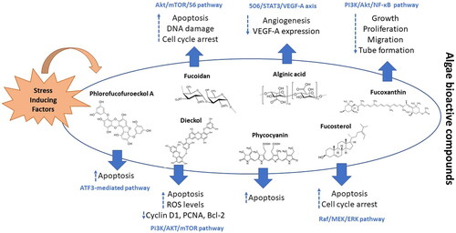 Figure 1. Mechanisms of action of macroalgae major bioactive compounds in cancer cells.