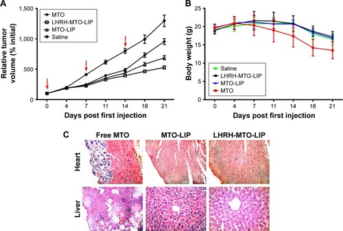 Figure 3 In vivo therapeutic study of different MTO formulations in a mice model. (A) Relative tumor volume profiles of MCF-7 tumor-bearing nude mice following intravenous administration of various MTO formulations at a 2.5 mg/kg dose. The relative tumor volume was calculated as the ratio of tumor volume to initial tumor volume. Arrows indicate the administration day. (B) Body weight change of the BALB/c nude mice bearing MCF-7 cell xenografts after intravenous injections with MTO, MTO-LIPs, LHRH-MTO-LIPs, or saline (n=6). (C) Representative histological images (×100) from the heart and liver of tumor-bearing female BALB/c mice treated with free MTO, MTO-LIPs, or LHRH-MTO-LIPs.Abbreviations: MTO, mitoxantrone; MTO-LIP, mitoxantrone-loaded liposome; LHRH-MTO-LIPs, luteinizing hormone-releasing hormone mitoxantrone-loaded liposomes.