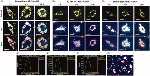 Figure 4. Representative optical images (upper panel, where AuNP appear yellow), hyperspectral imaging (HSI) (middle panel, where AuNP appear white) and spectral angle mapping (SAM) images (bottom panel, where the mapped AuNP appear as red spots) of nonlabelled 80 nm (A) bare BPEI-AuNP (B) PC-BPEI-AuNP and (C) HSA-BPEI-AuNP in human umbilical vein endothelial cells. Corresponding representative spectral plots of 80 nm (D) bare BPEI-AuNP (E) PC-BPEI-AuNP and (F) HSA-BPEI-AuNP. SAM of 80 nm bare, PC-BPEI-AuNP and HSA-BPEI-AuNP were performed with reference to the spectral library obtained from (G) HSI of 80 nm BPEI-AuNP (without cells). In (G), green spots represents discrete AuNP and bright yellow/white/red spots represents aggregated NP. Scale bar: 10 μm. Bare: no corona; BPEI: branched polyethyleneimine; AuNP: gold nanoparticles; PC: plasma corona; HSA: human serum albumin.