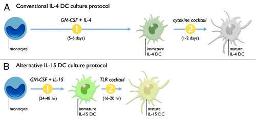 Figure 1. Most clinical DC vaccine studies to date have employed “IL-4 DCs.” These DCs are generated by in vitro differentiation (1) of monocytes for 5–6 d in the presence of granulocyte macrophage colony-stimulating factor (GM-CSF) and interleukin-4 (IL-4). These immature IL-4 DCs then undergo maturation (2) for 1–2 d by adding a cocktail of pro-inflammatory cytokines (A). We have previously designed an alternative protocol for the generation of monocyte-derived DCs, termed “IL-15 DCs.” These IL-15 DCs are generated by rapid (24–48 h) differentiation of monocytes using GM-CSF and interleukin-15 (IL-15), followed by maturation induction for 16–20 h through triggering of the Toll-like receptor (TLR)-7/8 signaling pathway (B).