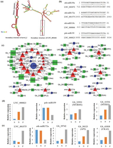 Figure 4. Analysis of lncRNAs involved in ceRNA interaction networks. (a) Example of lncRNAs predicted as miRNA precursors. (b) Example of lncRNAs predicted as miRNA target mimics. (c) Interaction network of lncRNA-miRNA-mRNA. Triangles represent miRNAs, circles represent lncRNAs, and squares represent PCgenes. (d,e) Quantification of lncRNA, miRNA and mRNA within two up-down-up ceRNA interactions in the F vs S comparison by RNA-Seq.