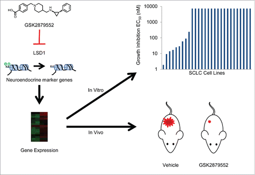 Figure 1. Putative mechanism of action of LSD1 inhibitors. GSK2879552 inhibits the demethylation of histones by LSD1, leading to changes in the expression of neuroendocrine marker genes. Alterations in gene expression may give rise to in vitro and in vivo growth inhibition of small cell lung cancer cells.Citation5