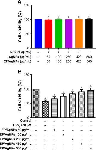 Figure 5 (A) Effect of EP/AgNPs (50, 100, 250, 420, and 560 µg/mL) on the viability of RAW 264.7 cells. Data are shown as the mean ± SD of three separate experiments. ap<0.05 compared with LPS group. (B) Effect of EP/AgNPs on H2O2-induced cytotoxicity in RAW 264.7 cells. The cells were pretreated with EP/AgNPs (50, 100, 250, 420, and 560 µg/mL) for 24 h before exposure to 200 µM H2O2 for 1 h. Data are shown as the mean ± SD of three independent experiments. ap<0.001 vs control, bp<0.05 vs H2O2.Abbreviations: EP/AgNPs, Eysenhardtia polystachya-loaded silver nanoparticles; LPS, lipopolysaccharide; H2O2, hydrogen peroxide.