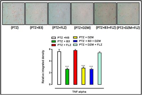 Figure 14 Immunohistochemical results of tumor necrosis factor (TNF)-α in the cortex of mice. Bar 20µm, magnification 40 ×. Histograms present a comparatively higher expression of TNF-α in the PTZ-induced seizure group ***P < 0.001 present significant difference compared to the phenyltetrazole (PTZ)-group. Data are expressed as mean ± standard error of mean (SEM) and analyzed by one-way analysis of variance (ANOVA), followed by post-hoc Tukey’s test in Graph Pad Prism. The p value was calculated using Graph Pad Instate.