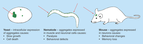 Figure 2.  Organism-specific phenotypes resulting from protein aggregation.Salient phenotypes arising from protein aggregation are described. In most cases severity scales with the amount or frequency of aggregation, allowing quantifiable assessment of physiological impact.