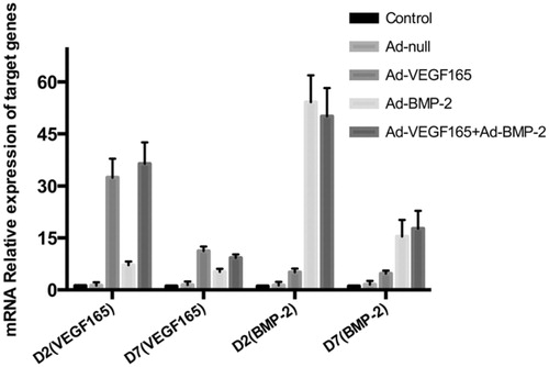 Figure 2. VEGF165 and BMP2 mRNA expression levels detected by real-time PCR (x±s, n = 3).