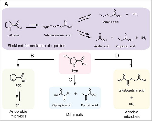 Figure 2. Characterized pathways for Hyp metabolism. (A) Pathway for Stickland fermentation using l-proline (Pro) as an electron acceptor. The product of Pro reduction, 5-aminovalerate, can be further oxidized and reduced by certain Clostridiales to generate short-chain fatty acids and ammonia. (B) HypD provides an anaerobic route for Hyp metabolism. (C) In mammals, Hyp is oxidized to glyoxylate and pyruvate in a multistep pathway. (D) An oxidative pathway for Hyp metabolism generates α-ketoglutarate (α-KG) and ammonia as sources of carbon and nitrogen.