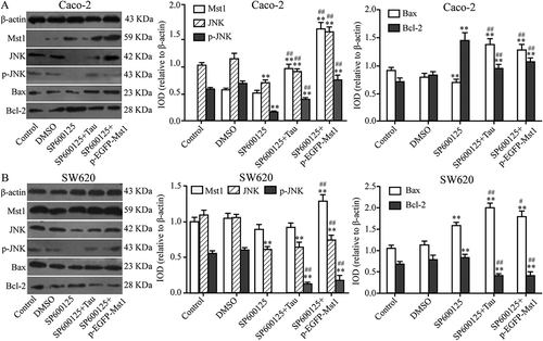 Figure 9. Impact of JNK inhibitor on apoptosis-related proteins in Tau-regulated CRCs. Compared to the group SP600125, the expressions of JNK, p-JNK, and Bax were increased and Bcl-2 decreased in group SP600125+ Tau and SP600125 + p-EGFP-Mst1 of Caco-2 and SW620. **P < 0.01 vs group DMSO or Control; ##P < 0.01 vs SP600125.