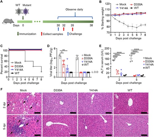 Figure 4. MHV nsp14 N7-MTase mutants immunization protects mice from death after challenge. (A) Scheme of challenge of C57BL/6 mice. Four-week-old C57BL/6 mice were immunized with 5×105 PFU D330A, Y414A, while the WT virus and DMEM were used as positive and mock control, respectively. At 30 dpi, animals were i.h. challenged with a high lethal dose of 2×107 PFU WT MHV. (B) Body weight change. Means with SD are shown (n = 5). (C) Survival 8 days after challenge (n = 5). (D) Viral loads in livers were measured by plaque assay at 2- and 5- days post challenge. Means with SEM are shown (n = 4). L.O.D: Limit of detection. (E) Liver damage was evaluated by measuring the ALT level in sera. Means with SEM are shown (n = 4). (F) Liver histological changes of mice. Black arrows indicate inflammatory cell infiltration. Scale bar, 100 μm. ****P < 0.0001; **P < 0.01; *P < 0.05 (unpaired Student’s t-test).