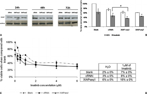 Figure 3. Downregulation of XIAP expression in K562 cells by RNAi and subsequent response to imatinib. (A) Analysis of XIAP protein expression by Western blot 24, 48, and 72 hours after transfection with control siRNA (cRNAi) or XIAP siRNAs (XIAPseq1 or XIAPseq2). (B) Effect of XIAP downregulation on sensitization of K562 cells to imatinib. Results are presented as % of the blank cells (treated with imatinib’s solvent – only water). Each group of columns refers to the treatment to which the cells were subjected before the drug was added (blank, cRNAi, XIAPseq1, and XIAPseq2). Columns in white represent the controls (treated with water); columns in grey represent cells treated with 1 μM imatinib. Results are mean±SE of four independent experiments for XIAPseq2, seven independent experiments for XIAPseq1, and eight independent experiments for blank and cRNAi. *Represents P⩽0·05 between treatments with imatinib and the respective controls treated with solvent; #represents P⩽0·05 between treatments with imatinib. (C) Dose‐response curve for imatinib in K562 cells transfected with siRNAs (cRNAi or XIAPseq1) or without transfection (blank). Results are presented as % of viable cells when compared to blank and are mean±SE of four independent experiments. (D) Programmed cell death in K562 cells treated with 1 μM imatinib following transfection with siRNAs (cRNAi or XIAPseq1) or without transfection (blank) analyzed by the TUNEL assay. Results were assessed 48 hours after imatinib was added to the cells. Results represent mean±SE of three independent experiments.
