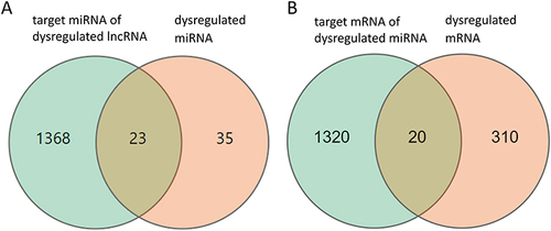 Figure 3 Differentially expressed (DE) mRNAs, miRNAs, and lncRNAs, and their relationships. The red circle represents the 35 dysregulated miRNAs, the green circle represents the 1368 target mRNAs of dysregulated lncRNAs (A). The green circle represents the 1320 target mRNAs of dysregulated miRNAs, and the red circle represents the 310 dysregulated mRNAs (B).
