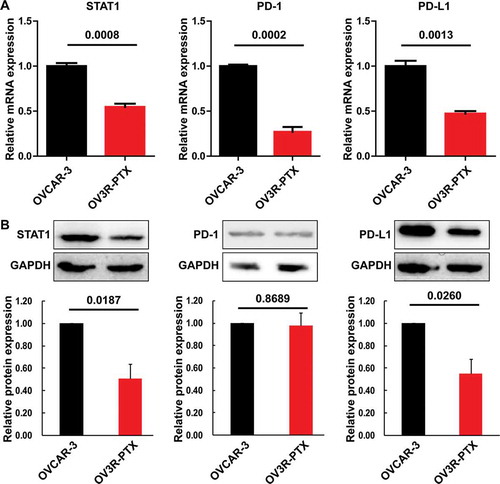 Figure 3. Expression of STAT1, PD-1, and PD-L1 in OVCAR-3 and OV3R-PTX cells. (a) The expression of STAT1, PD-1, and PD-L1 mRNA was determined by quantitative RT-PCR. (b) The expression of STAT1, PD-1, and PD-L1 protein was determined by Western blot. (c) Densitometric analysis of the gels in (B). The number above the bar indicates a P-value