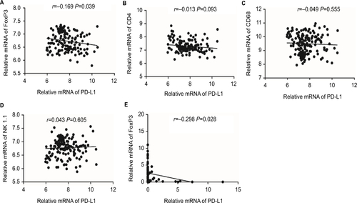 Figure S1 Correlation between the expression of PD-L1 and (A) FoxP3, (B) CD4, (C) CD68 and (D) CD56 (NK1.1) in 149 ICC patients from the National Center for Biotechnology Information Gene Expression Omnibus database (GSE33327) by linear regression. (E) Correlation studies were performed for PD-L1 and FoxP3 in 54 ICC tissues by linear regression.Notes: β-actin was used as an internal control. r: Spearman’s correlation coefficient.Abbreviations: ICC, intrahepatic cholangiocarcinoma; PD-L1, programmed death ligand 1.