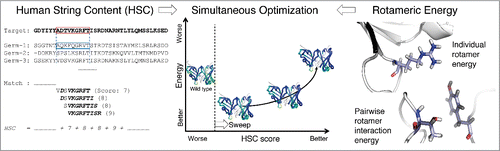 Figure 1. Overview of the structure-based antibody humanization method. (left) Humanness is evaluated by the human string content (HSC) score,Citation7 which calculates aligned nonamer matches against human antibody germline sequences. (right) Structural stability is evaluated by rotameric energy, comprised of position-specific terms for rotamers at individual positions (side-chain internal energy plus backbone interaction) and pairs of positions (side-chain interactions). (center) Sets of mutations are chosen so as to make optimal trade-offs between the competing humanness and energy scores. Fab structures are colored bluer for higher HSC.