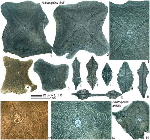 Figure 19. Equatorial and axial sections of A. sireli (1–11) and A. stellata (12–14) from the Fulra Limestone. 1: FUL13–71, 2: FUL13–152, 3: FUL13–92, 4: FUL6–66, 5: FUL6–107, 6: FUL6–135, 7: FUL8–2, 8: FUL6–138, 9: FUL6–136, 10: FUL8–1, 11: FUL8–3, 12: FUL8–20, 13–14: FUL13–153.