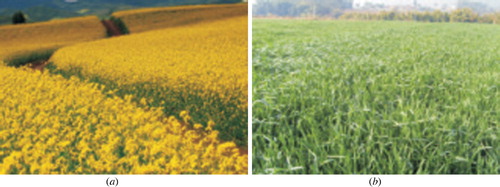 Figure 3. Photos for oil-seed rape and wheat through field observation: (a) The field photo for oil-seed rape taken on 25 March 2013; (b) The field photo for wheat taken on 3 April 2013.