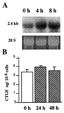 Figure 3. Effect of cyclic stretching on the CTGF mRNA and protein levels in MC. Cells cultured overnight on collagen coated flexible-bottomed dishes were subjected to cyclic stretching or control, static conditions. At the indicated periods, (A) RNA was extracted and probed for CTGF message, or (B) media was assayed for CTGF protein by ELISA.