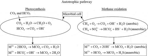 Figure 1. Photosynthesis and methane oxidation mechanism for carbonate precipitation around the microbial cell