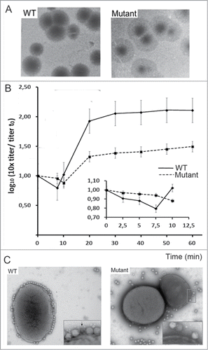 Figure 3. (A) analysis of T7 infection of E. coli WT and porine-defective mutant strain. The image shows lysis plaques obtained after plating T7 bacteriophage with E. coli WT (left) and mutant ΔlamB ΔompF::Tn5 ΔompA ΔompC (37) (right) at a moi of 3. (B) One-step growth of phage T7 on E. coli WT (solid line) and porine-defective E. coli mutant (dashed line). Titer was tested every 10 min; the inset shows the same experiment tested every 2.5 min. (C) Adsorption of viruses to the bacterial surface. Micrographs of 2% (w/v) PTA negatively-stained samples showing T7 particles incubated with E. coli WT bacteria (left) and porine-lacking mutant (right) at a moi of 100 for 7.5 min. The arrow indicates an emptied virus.