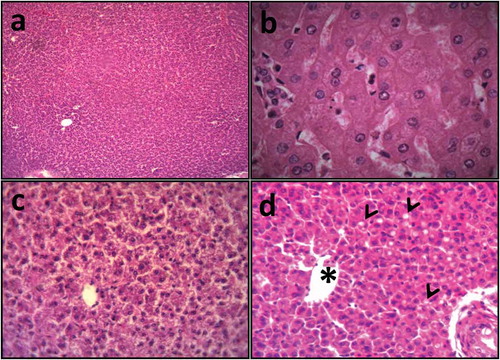 Figure 1. Photomicrograph of Liver histology of O. mossambicus (a) control fish liver histoarchitecture 4X; (b) control hepatic section 45X; (c) 40 ppb ABM-treated liver histopathology of tilapia with mild sinusoid dilation, 10X; (d) sinusoid dilation after 45 ppb ABM intoxication to fishes 10X, * shows centrilobular destruction and arrow shows vacuolar degeneration)