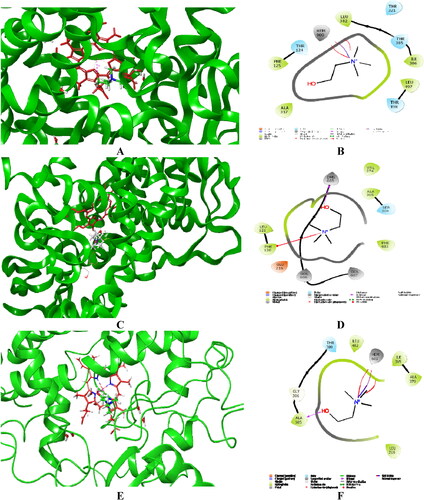Figure 4. Visualized major intermolecular interactions of choline in the active sites of CYP1A2 (A, B), CYP2D6 (C, D), and CYP3A4 (E, F) after employing IFD and MM/GBSA recalculations. The interactions are provided in both 2D and 3 D forms. The enzyme structures are depicted in green, and the heme group is given in red colored sticks.