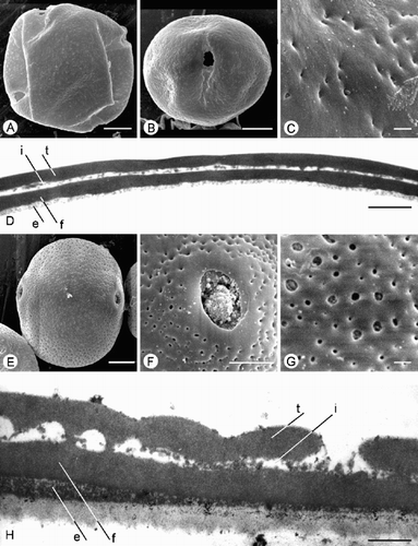 Fig. 2. Trichosanthes pollen. A–D. Subtype 1.2. A, B. T. rosthornii (Ford 81): (A) Polar view of 4‐colporate grain, SEM; (B) Equatorial view, SEM. C. T. multiloba (Ko‐isi‐wara s.n.): Finely perforate ornamentation, SEM. D. T. rosthornii (Teng 90473): TEM of exine, showing tectum (t), granular infratectum (i), foot layer (f) and endexine (e). E–H. Type 2. T. globosa : (E) Equatorial view, SEM; (F) Porate ectoaperture, SEM; (G) Perforate ornamentation, SEM; (H) TEM of exine, showing tectum (t), columellate/granular infratectum (i), foot layer (f) and endexine (e). Scale bars – 10 µm (A, B, E); 5 µm (F); 1 µm (C, D, G, H).