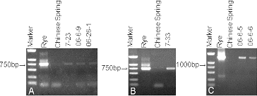 Figure 1. PCR amplification results. Amplification of pSc119.1 (A and B) and AF1/AF4 (C) in the translocation lines, rye, and Chinese Spring wheat. Marker DNA ladder 2000 (100 bp, 250 bp, 500 bp, 750 bp, 1000 bp, 2000 bp).