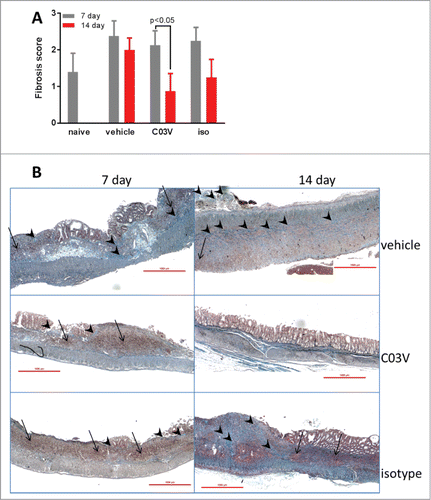 Figure 10. Ongoing colonic fibrosis and epithelial erosion is induced by a single instillation of DNBS. A. Fibrosis scoring at 7 and 14 days post-DNBS. The only significant effect was observed in the C03V treatment group which had reduced fibrosis after 14 days (compared to 7 days). (student's t-test; n = 8). B. Representative photomicrographs of Masson's trichrome staining of colon sections from ulcer (DNBS instillation) area. Vehicle and isotype control-treated rats had comparable degrees of epithelial erosion, inflammatory foci (arrows) and mild-moderate fibrosis (arrowheads) at both 7 and 14 days post-DNBS. In contrast, C03V = treated rats had significantly reduced fibrosis and restored epithelial architecture at 14 days.