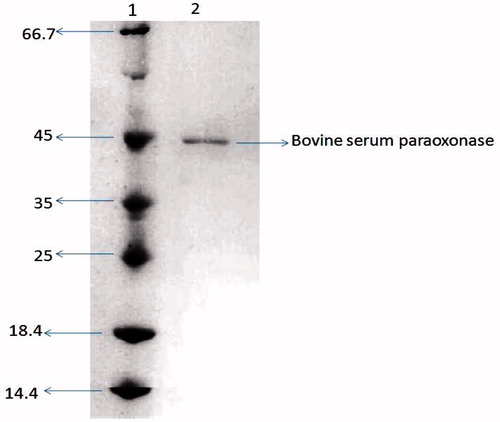 Figure 2. SDS-PAGE of bovine serum PON1. The pooled fractions from ammonium sulfate precipitation and hydrophobic interaction. Experimental conditions were as described in the Methods section. Lane 1 contained 3 μg of various molecular-mass standards: Bovine serum albumin (66.7 kDa), ovalbumin (45.0 kDa), lactate dehydrogenase (35 kDa), REase βsp98I (25.0 kDa), β-lactoglobulin (18.4 kDa), and lysozyme (14.4 kDa).