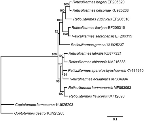 Figure 1. Maximum likelihood estimation of the phylogenetic relationships of two genera Reticulitermes and Coptotermes based on the nucleotide sequence of 13 PCGs in the mitochondrial genome. The numbers beside the nodes are percentages of 1000 bootstrap values. The Coptotermes formosanus and Coptotermes gestroi were used as an outgroup. Alphanumeric terms indicate the GenBank accession numbers.