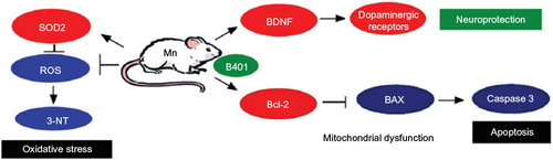Figure 10 The schematic diagram illustrates the possible neuroprotective pathways of B401 treatment in the brain tissues of mice with Mn-induced neurotoxicity.