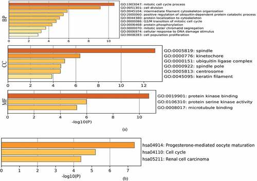 Figure 6. Heatmaps for Gene Ontology (GO) and Kyoto Encyclopedia of Genes and Genomes (KEGG) pathway analyses across family with sequence similarity of 83D (FAM83D) interactive genes. (a) and (b) GO enrichment (a) and KEGG pathway analysis (b) for FAM83D were performed using the Metascape online tool. (c) and (d) GO enrichment (c) and KEGG pathway analyses (d) for FAM83D were performed via the DAVID database.