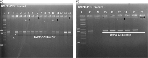 Figure 1. (a) PCR products of BMP15 gene 575 bp amplicon size; (b) PCR products of BMP15 gene 575 bp amplicon size.