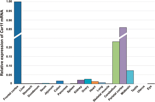 Figure 9.  Distribution of Car11 mRNA in murine tissues. The relative expression pattern of Car11 mRNAs in 20 different mouse tissues analyzed using reverse transcription-quantitative PCR (RT-qPCR). The overall pattern of Car11 mRNA expression was similar to the expression of Car8 mRNA (Tables 2 and 4). The expression of mRNA and can be seen in most of the tissues. The Car11 mRNA was predominantly expressed in frontal cortex followed by significantly high level of expression in parietal cortex, cerebellum and midbrain. Low amount of Car11 mRNA signal was also seen in colon, kidney, ovary lung and eye (Table 4). Adopted from Aspatwar et al.Citation12