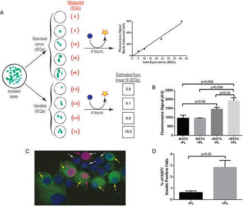 Figure 2. Validation of the β cell proliferative factor assay.(A) Setup and rationale for the resozurin screening of intact islets from 8 week old male and female C57Bl/6J mice (green ovals represent islets, blue hexagons represent resozurin, and yellow stars represent resorufin). (B) The resorufin fluorescence signal is enhanced after a 24 h incubation with 20 IEQ in media supplemented with 0.1 mM EGTA and/or 0.5 µg/mL PL (n = 3–4). (C) Depiction of dissociated islets immunolabeled with insulin (green), Ki67 (pink), and DAPI (blue). The white arrows indicate non-β cells, pink arrows indicate proliferating cells, and yellow arrows indicate β cells. (D) Quantification results of insulin and Ki67 immunolabeling confirming the results of the resozurin assay showing enhanced β cell proliferation in the presence of PL. Data are shown as mean ± SEM (n = 3–4); P-values were calculated using the unpaired t-test.