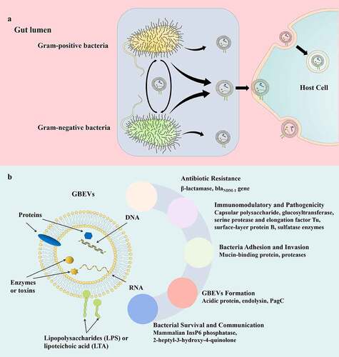 Figure 1. (a) Proposed critical pathophysiological functions of GBEV cargos. (b) Schematic representation of bacteria-host and bacteria-bacteria GBEVs interactions. GBEVs: gut bacteria-derived extracellular vesicles.