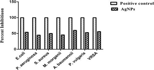 Figure 11. Antibacterial activity of AgNPs of P. wallichiana.