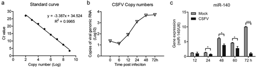Figure 1. CSFV infection down-regulates miR-140 expression