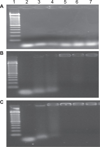 Figure 2 Electrophoresis analysis on 2% agarose gel. Effect of molecular weight of chitosan on siRNA binding efficacy at various chitosan to siRNA Sjogren syndrome antigen weight ratios of (A) 10:1, (B) 50:1, and (C) 100:1.Notes: Lane 1, ladder 100 base pairs; lane 2, free siRNA (0.5 μg/lane); lane 3, 2 kDa chitosan-siRNA complexes; lane 4, 5 kDa chitosan-siRNA complexes; lane 5, 10 kDa chitosan-siRNA complexes; lane 6, 25 kDa chitosan-siRNA complexes; lane 7, 50 kDa chitosan-siRNA complexes.Abbreviation: siRNA, small interfering RNA.