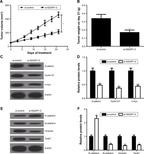 Figure 6 Downregulation of IQGAP1 suppressed the growth of SW579 tumor xenografts in vivo.