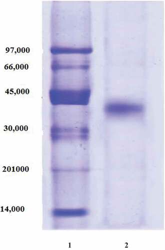 Figure 3. SDS-PAGE for date palm cv. Agwa POII. 1, molecular markers, 2, sephacryl S-200 POII