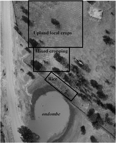 Figure 1. Aerial photograph of the rice-based mixed cropping system in ondombe (seasonal wetland).Source: Aerial photo taken on 10th May 2016 over Onamudindi Village.