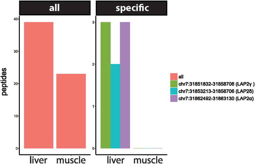 Figure 2. Peptide support for Lap2, showing a similar number of peptides over the whole protein in liver and muscle, but evidence for specific isoforms comes from liver samples only.