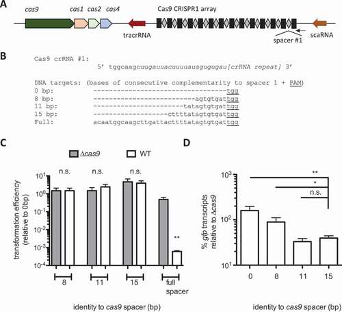 Figure 3. Reduced crRNA:target complementarity shifts Cas9 function from DNA cleavage to transcriptional repression. A) Schematic of the cas9 locus in F. novicida. B) Sequence alignment of the Cas9 protospacer target and PAM (5ʹ-NGG-3ʹ; underlined) inserted into the vector (Figure 1B and S1) with varying bases of consecutive complementarity to the Cas9 crRNA, used in C-D. C) Transformation of WT F. novicida and Δcas9 with the plasmids containing constructs from (B) with 8 bp, 11 bp, 15 bp, and full complementarity (consecutive bases) to the Cas9 spacer between the promoter and gfp. Results are presented as transformation efficiency relative to a plasmid with no complementarity to the crRNA (n = 5–6, error bars represent s.e., **p ≤ 0.005). D) Relative gfp transcript levels were measured by qRT-PCR from constructs containing targets with varying lengths of consecutive complementarity to the Cas9 crRNA: 0, 8 (n = 3), 11, or 15 bp. Results are presented as % relative gfp transcript in WT relative to that in Δcas9 for each plasmid (n = 6, error bars represent s.e., *p ≤ 0.05; **p ≤ 0.005)