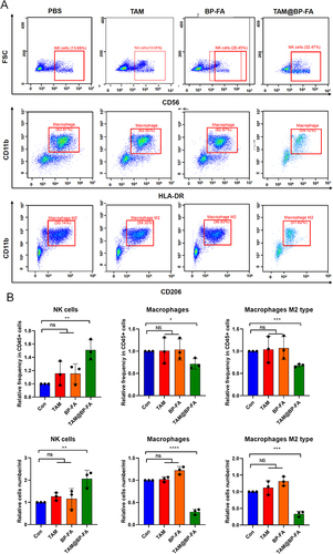 Figure 7 In vitro immune responses. Gating strategy was provided in Figure S11A. (A) Relative changes in NK cells Macrophages and Macrophages type 2 were analyzed following PBMCs co-culture with medium from various materials and TMR for 48h. (B) Graphic representation of distributions and numbers of above-mentioned immune cells among the cohorts. Data are means ± SD (n = 3). ns no significance, *p < 0.05, **p < 0.01, ***p < 0.001 and ****p < 0.0001.